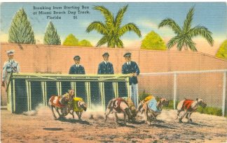 Hunde, Hunderennen, Miami Beach, um 1930