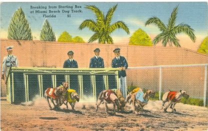 Hunde, Hunderennen, Miami Beach, um 1930