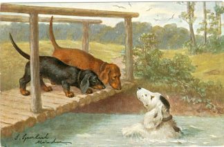 Dackel, schwimmender Hund, um 1920