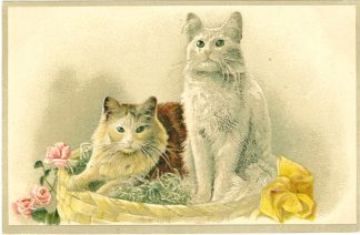 Katze, Katzen, Prägekarte, um 1910