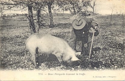 Trüffel, Trüffelschwein in Frankreich, 1904