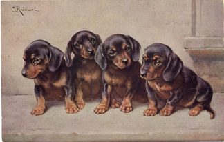 Dackel, Dackelwelpen, sign. Reichert, 20er Jahre