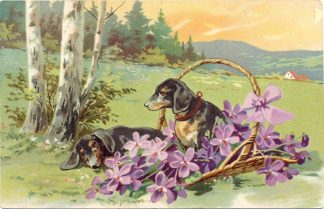 Dackel, Wiese, Blumen, Birken, 1913