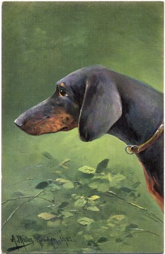 Dackel, Künstlerkarte, sign. A. Müller, um 1900/05