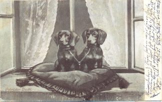 Dackel mit Kissen, 1906