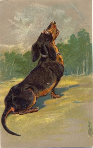 Dackel, Künstlerkarte, Prägekarte, 1907