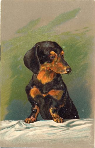 Dackel, Künstlerkarte, Prägekarte, 1909