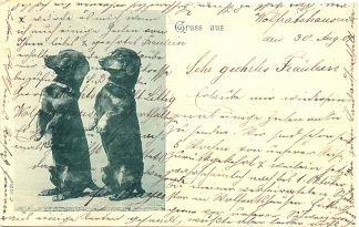 Dackel, versandt in Wolfratshausen, 1901