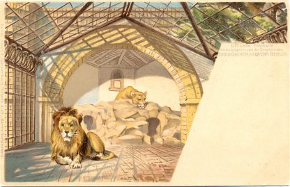 Zoo Berlin, Löwen, Farb-Litho, 1900