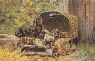 Dackel, Künstlerkarte, um 1900/05