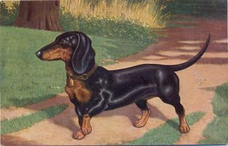 Dackel, Künstlerkarte, um 1910/20