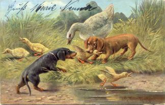 Hund, Dackel, Gänse, 1903