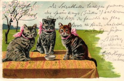 Katzen mit Schleifen, sign. Mailick,  1902
