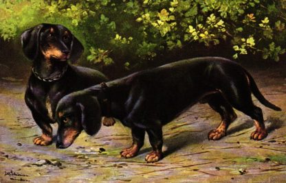 Hunde, Dackel, Künstlerkarte, sign. Schönian, um 1910