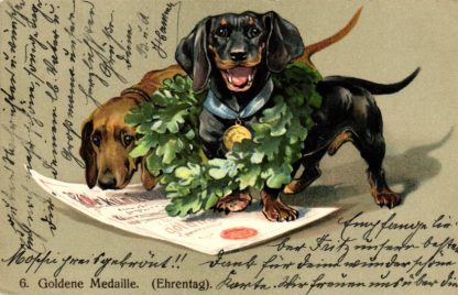 Dackel, preisgekrönter Dackel mit Medaille und Urkunde, 1905