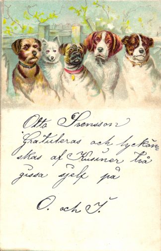 Hund, Hunde, Farb-Litho, 1903 in Schweden versandt