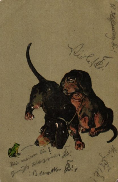 Dackel beobachten einen Frosch, Prägekarte, 1902