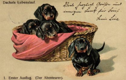 Dackel "Dackels Lebenslauf", Erster Ausflug, 1904