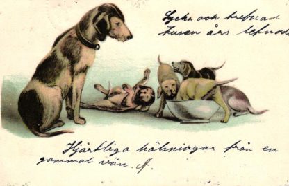 Hunde, Dackel, 1906 in Schweden versandt